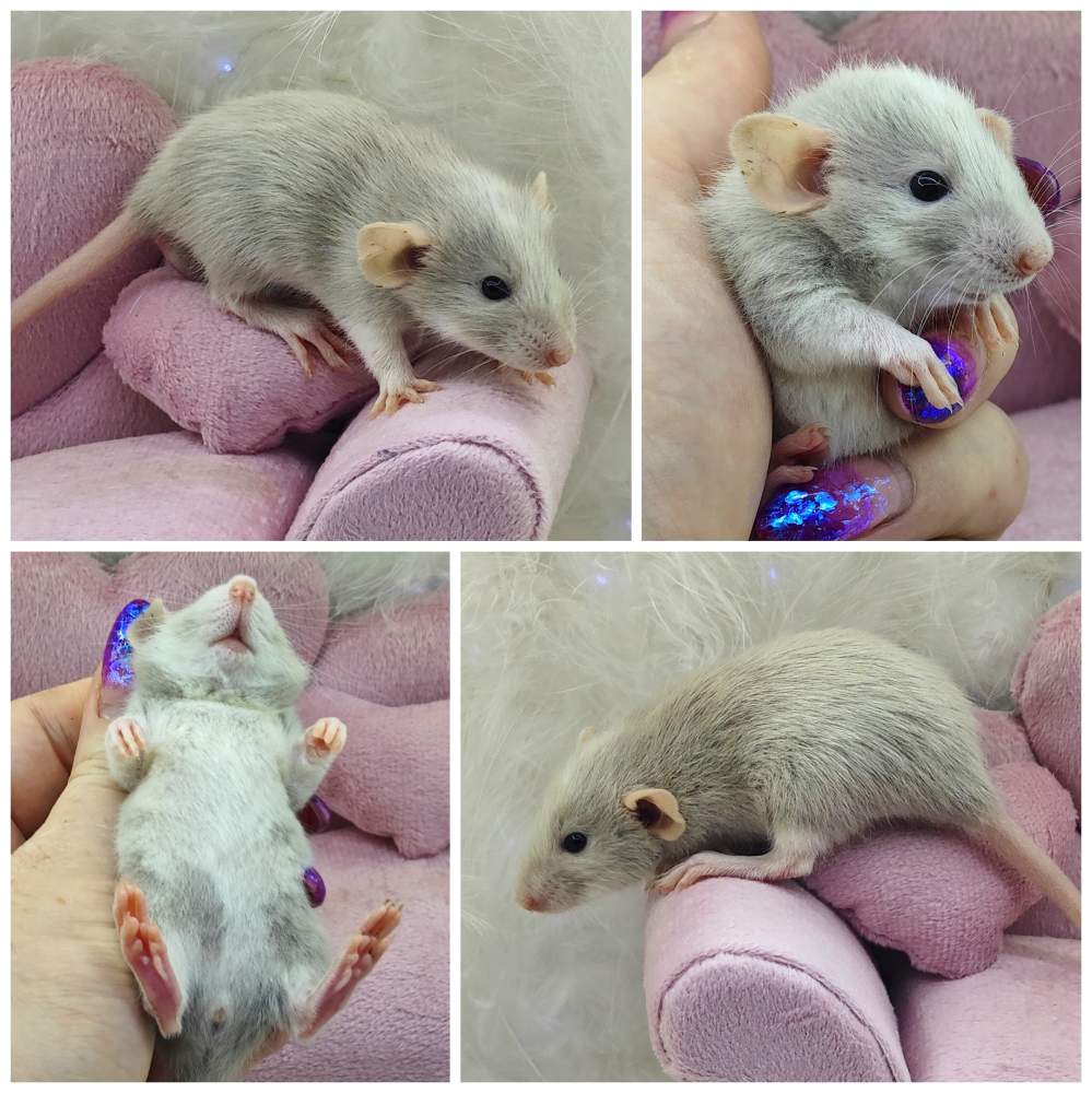 Fancy rat Breeder Rattus norvegicus 