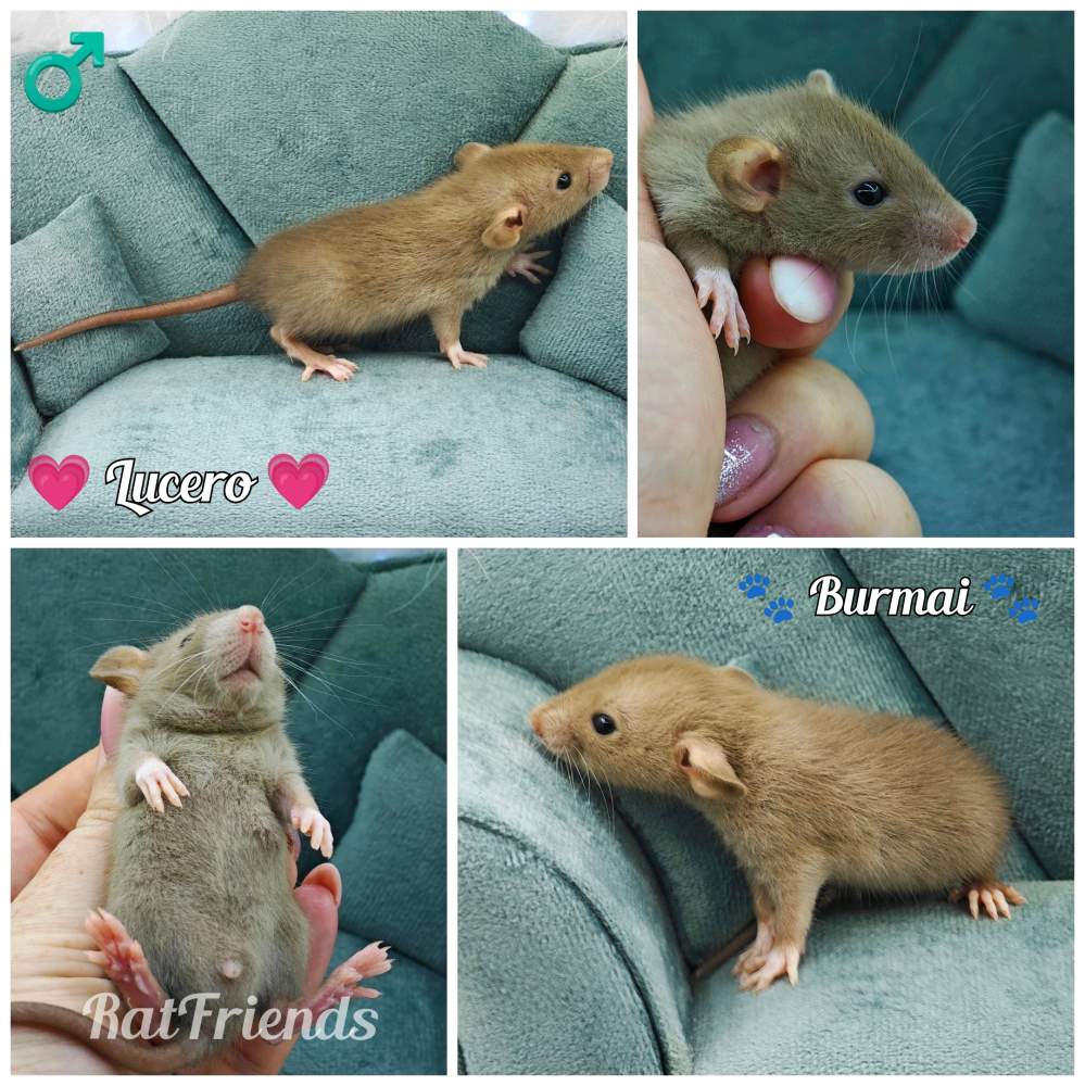 Fancy rat Owned by other Rattus norvegicus 