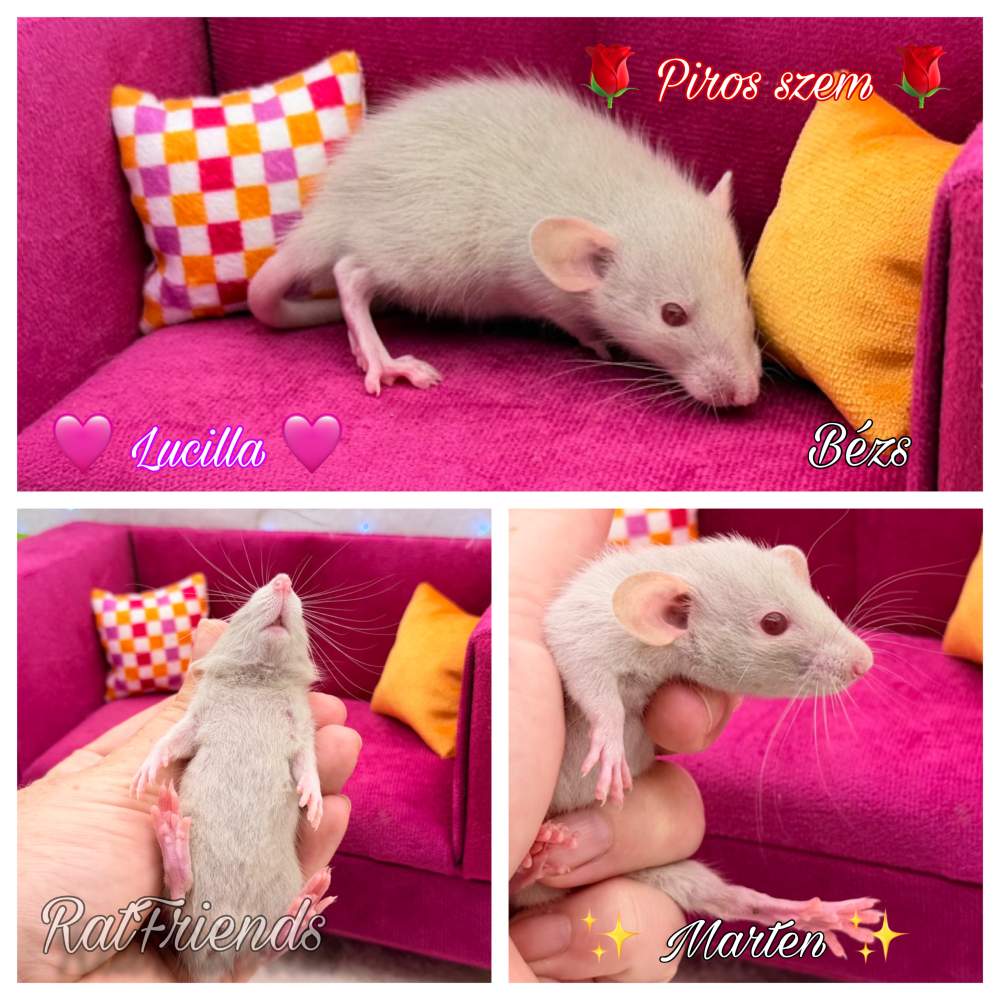 Fancy rat Available for rehoming Rattus norvegicus 