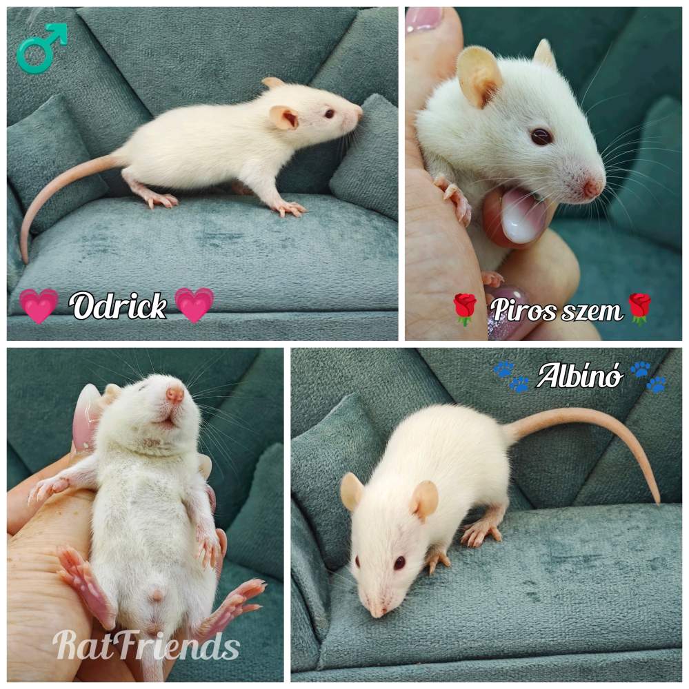 Fancy rat Breeder Rattus norvegicus 