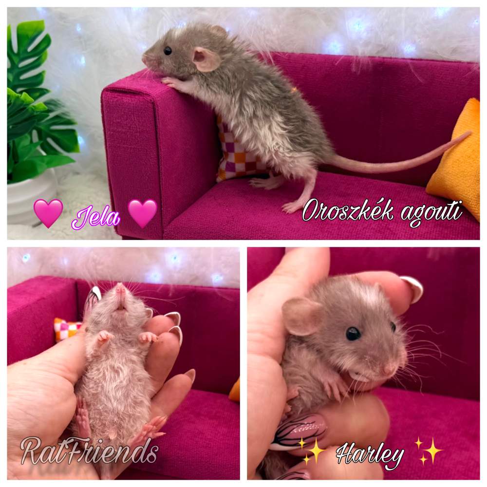 Fancy rat Available for rehoming Rattus norvegicus 