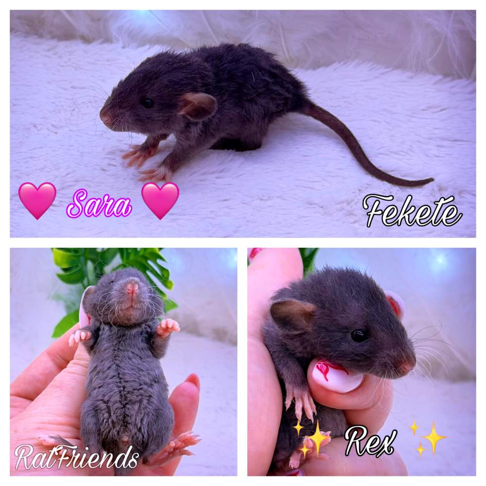 Fancy rat Breeder Rattus norvegicus 