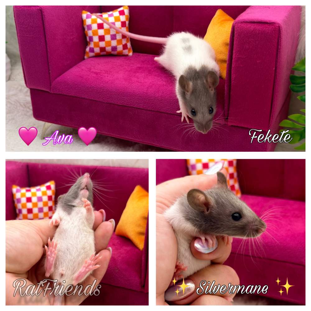 Fancy rat Available for rehoming Rattus norvegicus 