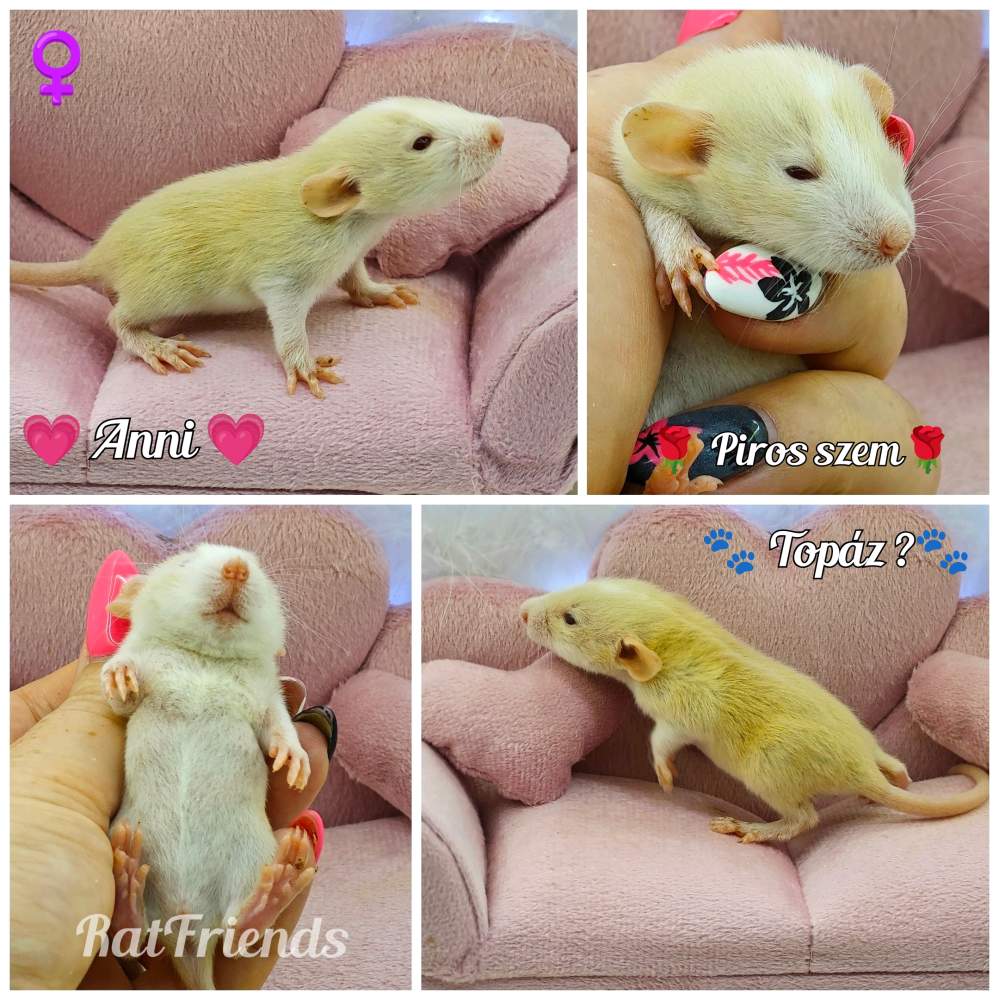 Fancy rat Breeder Rattus norvegicus 