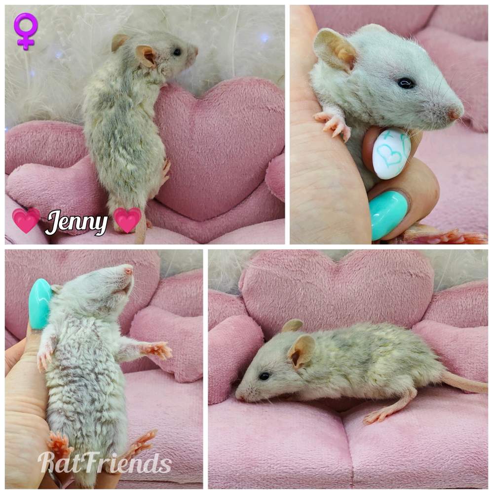 Fancy rat Breeder Rattus norvegicus 