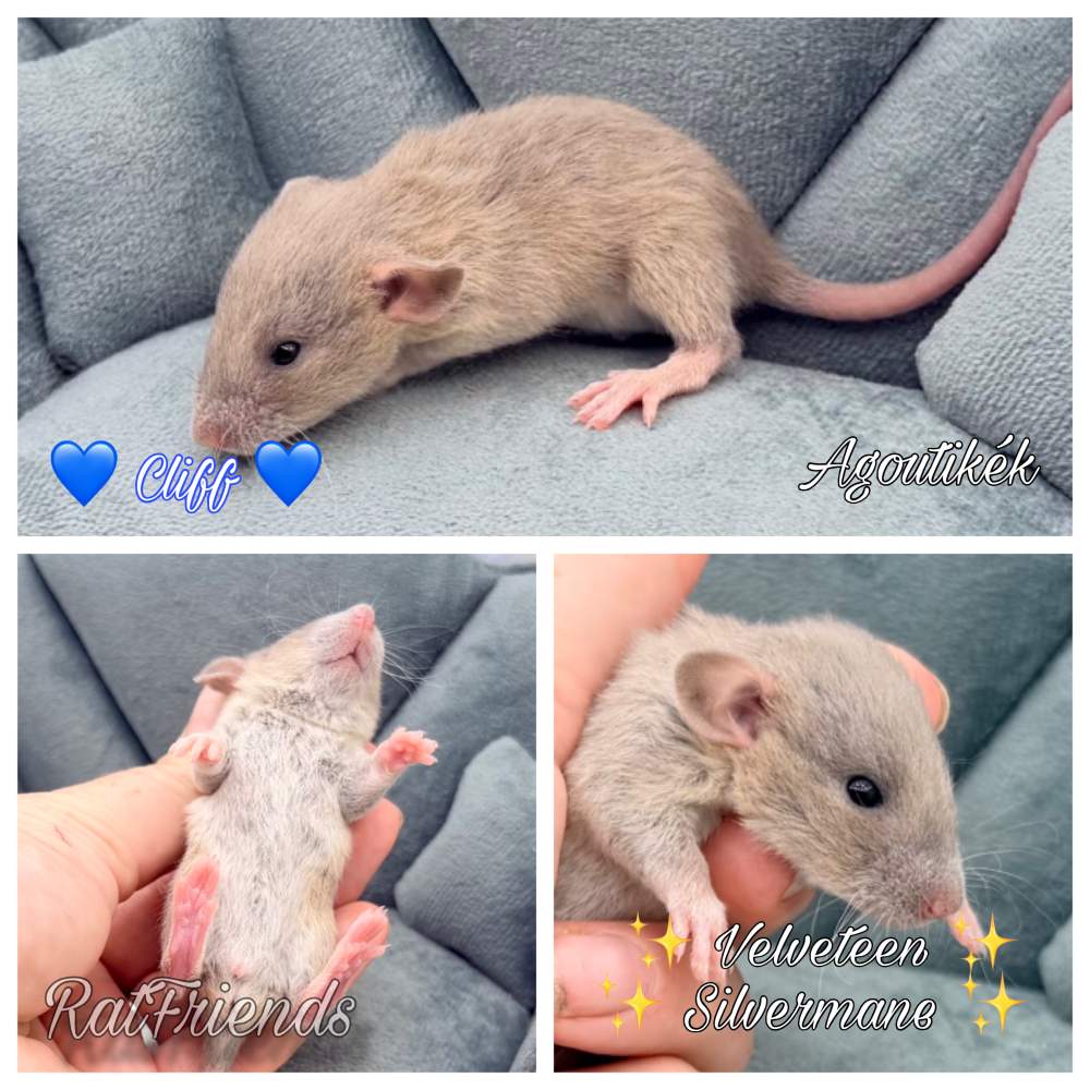 Fancy rat Available for rehoming Rattus norvegicus 