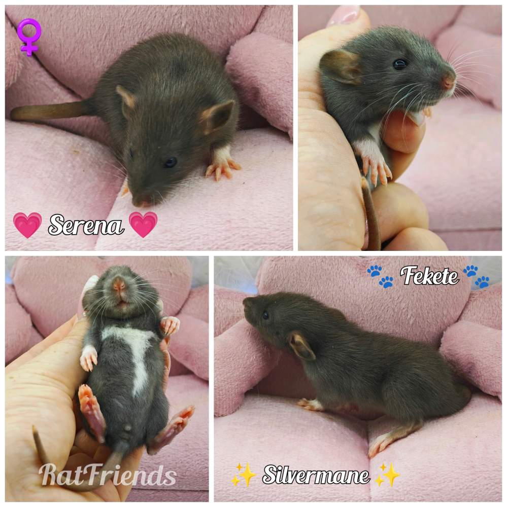 Fancy rat Owned by other Rattus norvegicus 