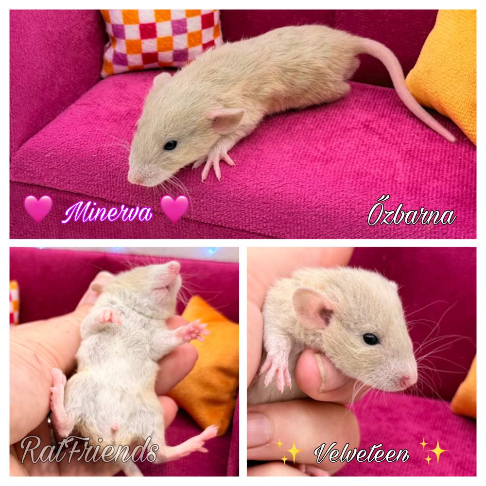 Fancy rat Breeder Rattus norvegicus 