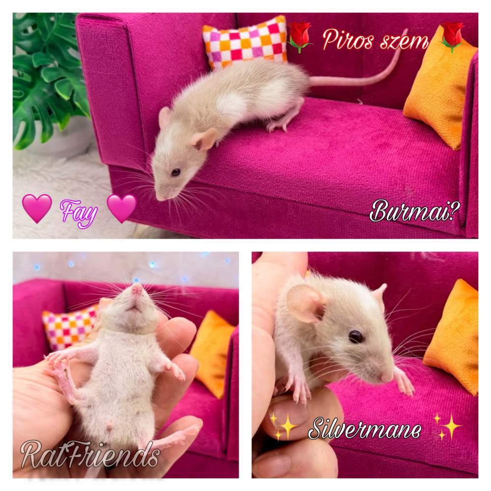 Fancy rat Breeder Rattus norvegicus 