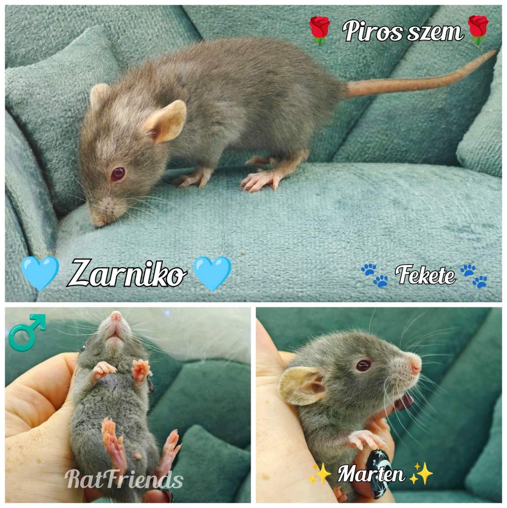 Fancy rat Available for rehoming Rattus norvegicus 