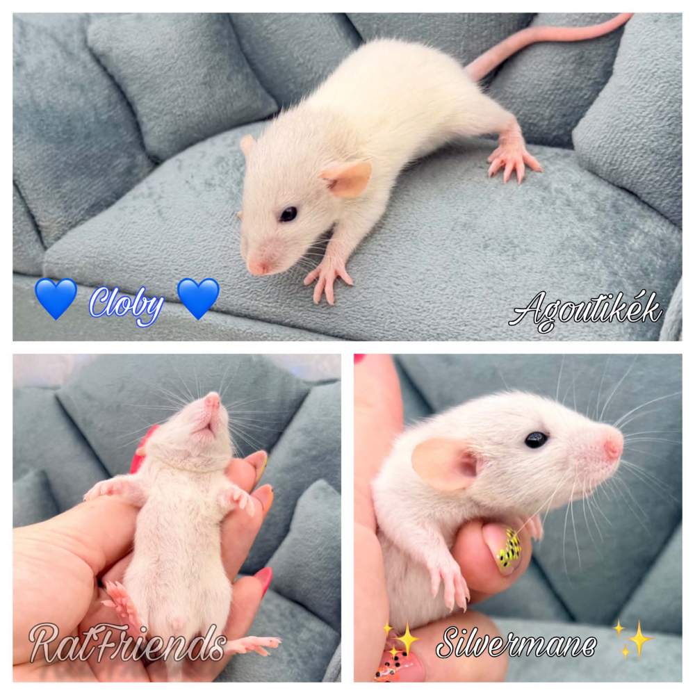 Fancy rat Available for rehoming Rattus norvegicus 