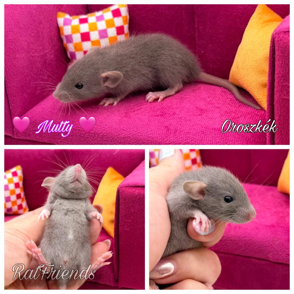 Fancy rat Available for rehoming Rattus norvegicus 