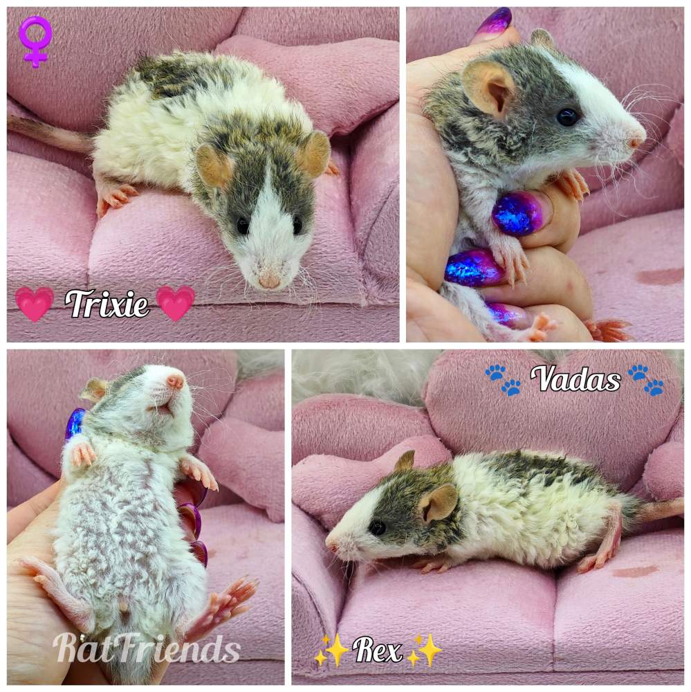 Fancy rat Owned by other Rattus norvegicus 