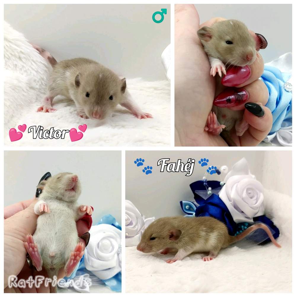 Fancy rat Owned by other Rattus norvegicus 