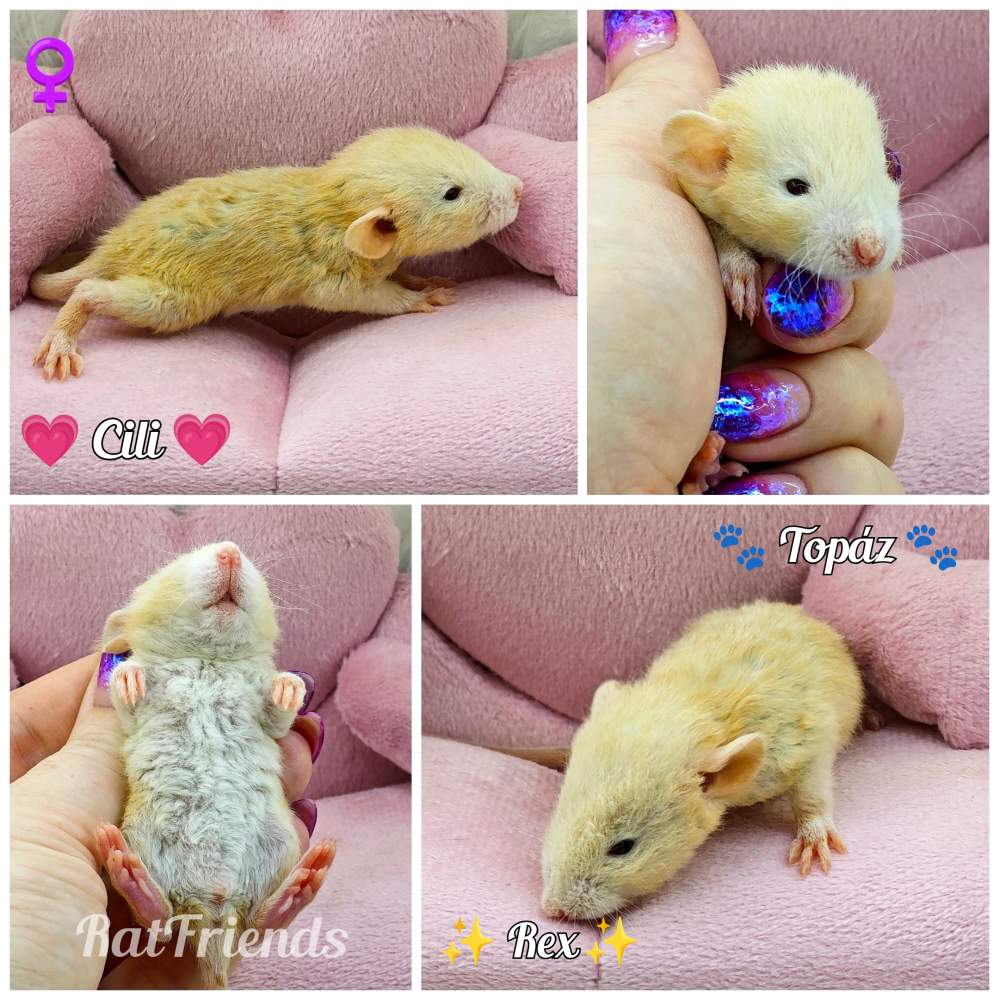 Fancy rat Breeder Rattus norvegicus 