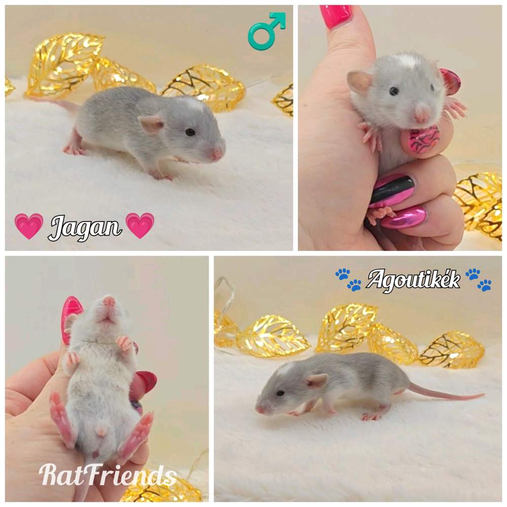 Fancy rat Owned by other Rattus norvegicus 