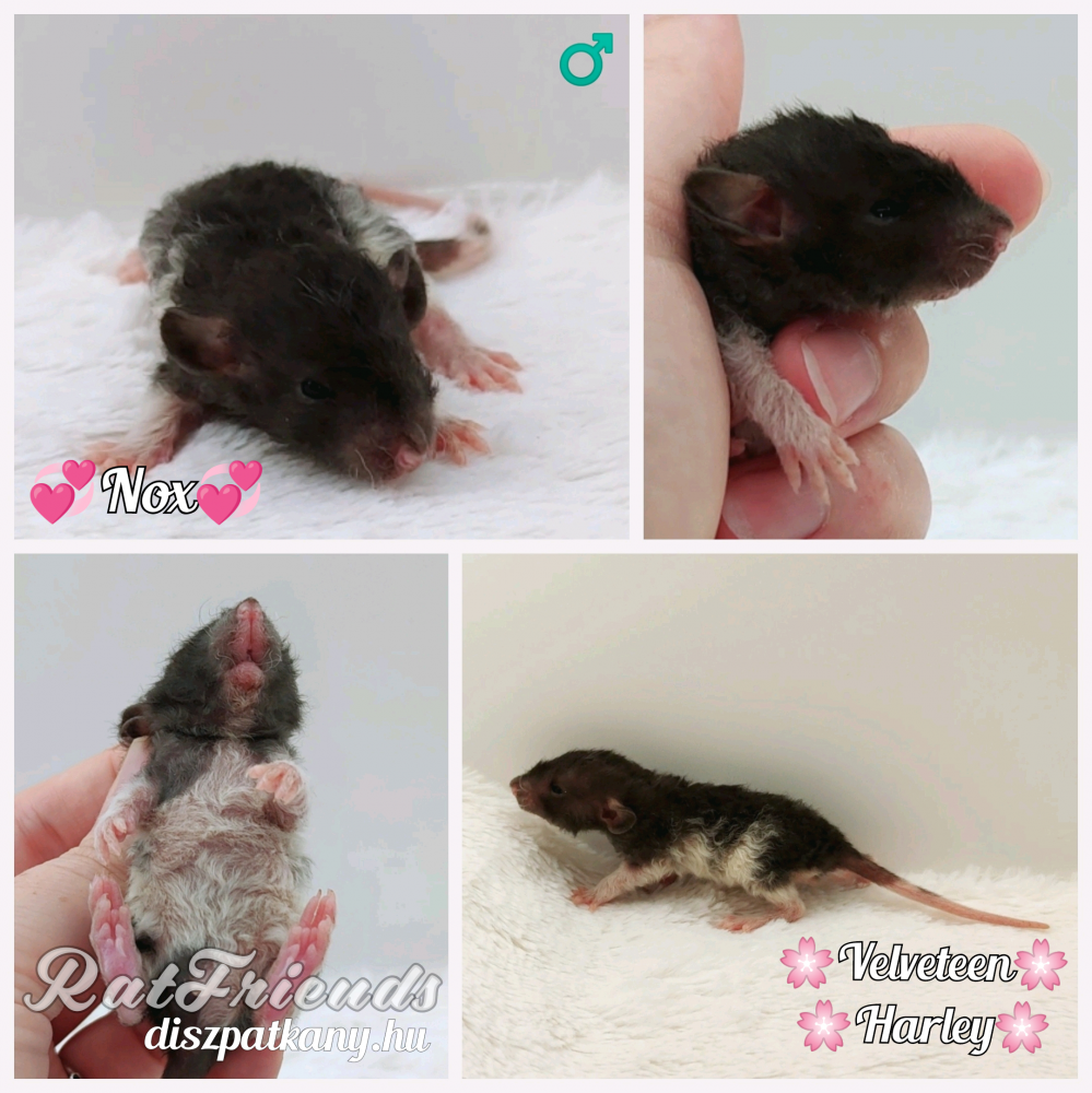 Fancy rat Owned by other Rattus norvegicus 