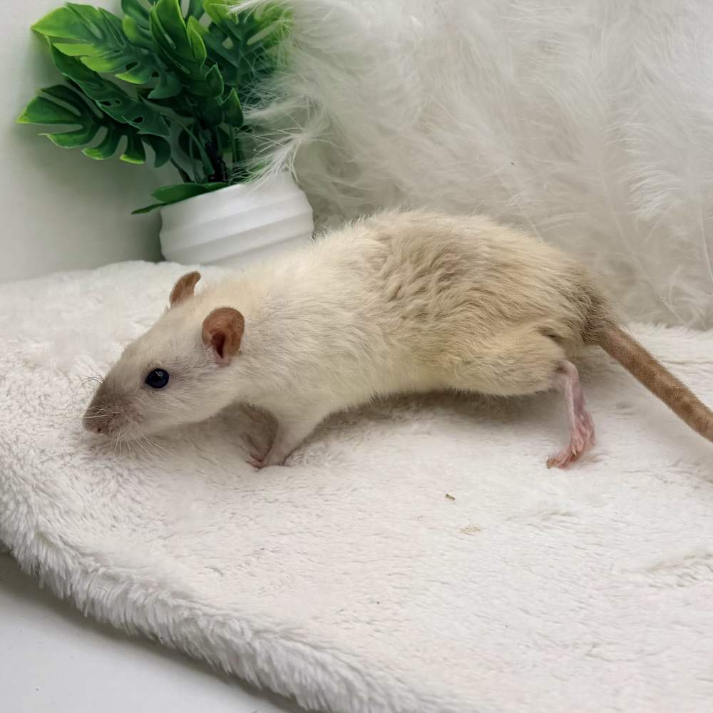 Fancy rat Breeder Rattus norvegicus 