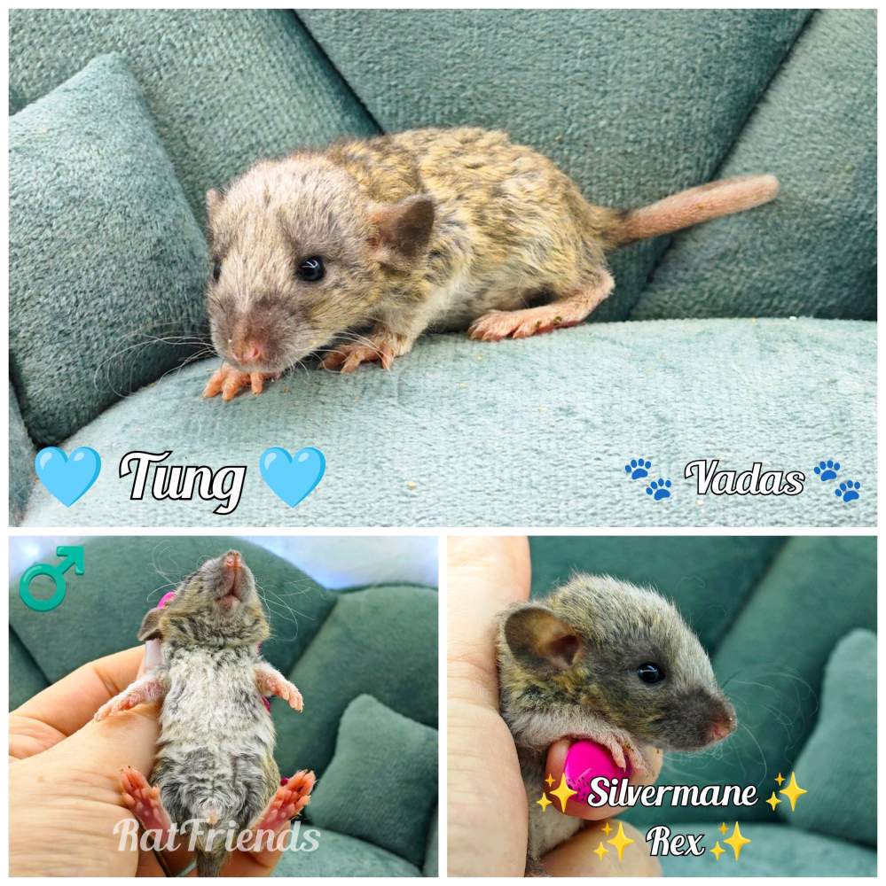 Fancy rat Rehomed Rattus norvegicus 