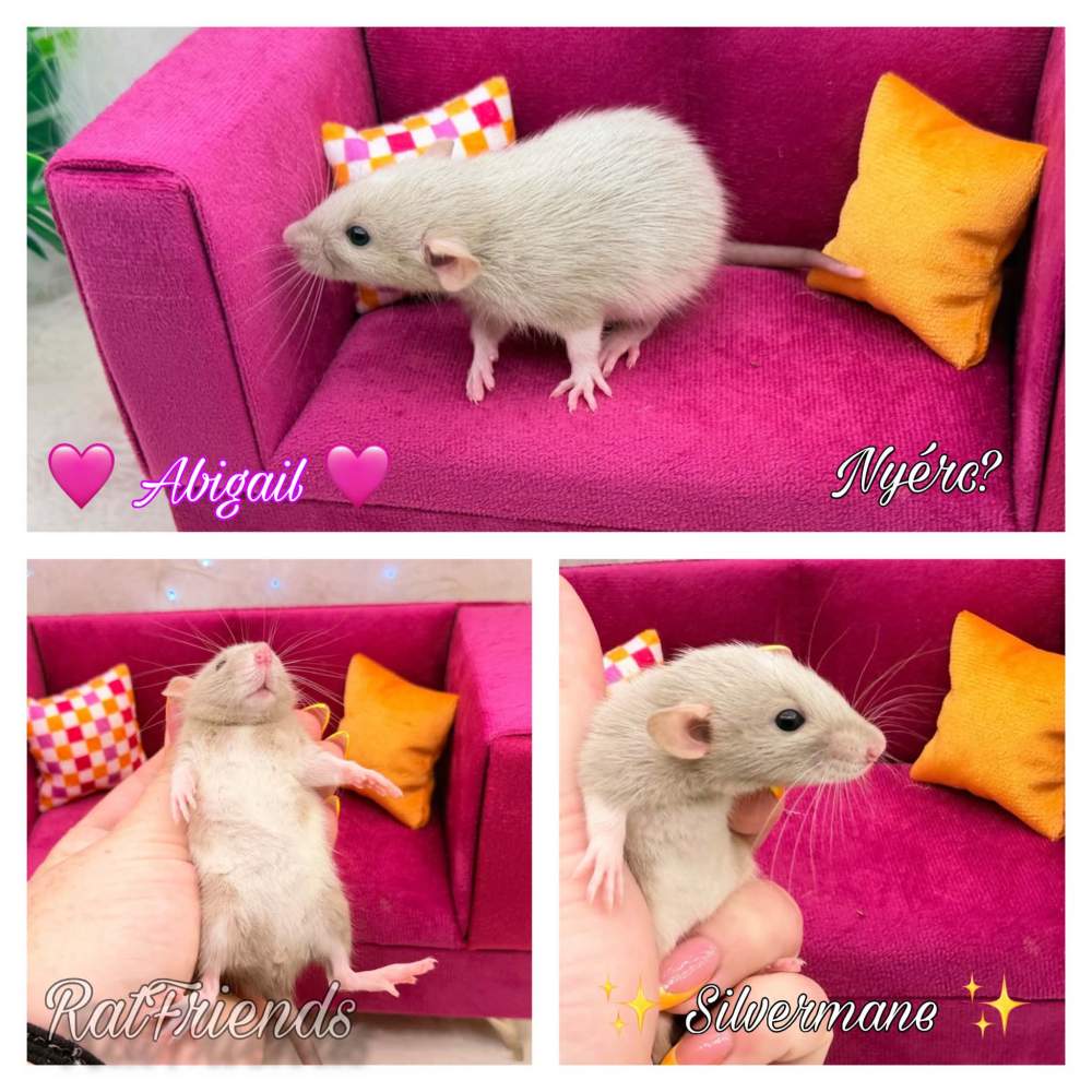Fancy rat Available for rehoming Rattus norvegicus 