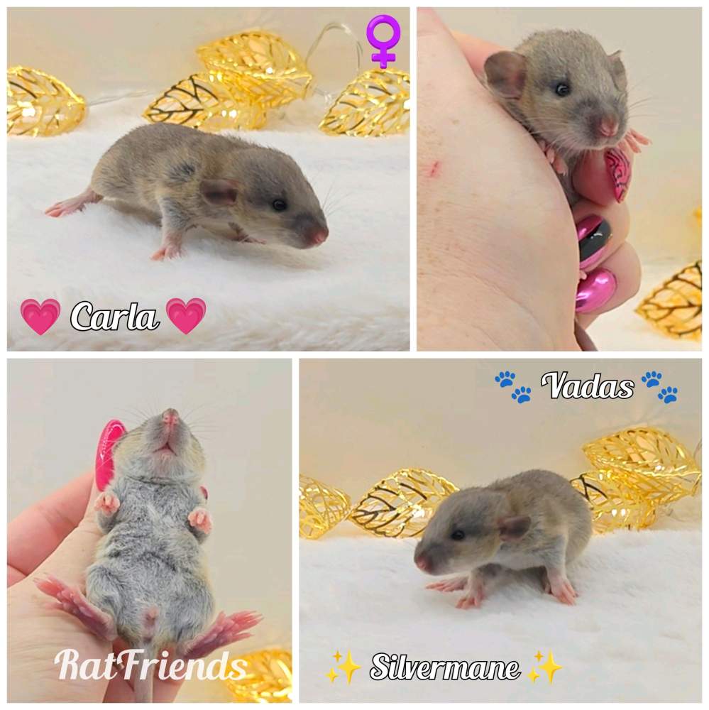 Fancy rat Owned by other Rattus norvegicus 