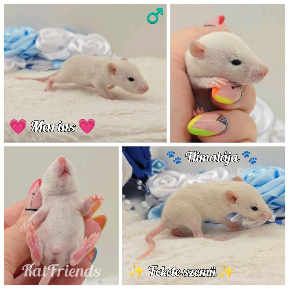 Fancy rat Owned by other Rattus norvegicus 