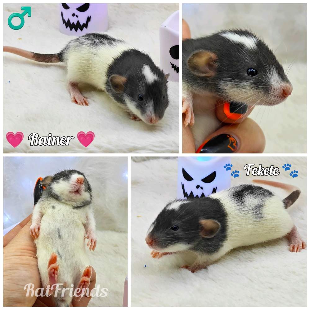 Fancy rat Owned by other Rattus norvegicus 