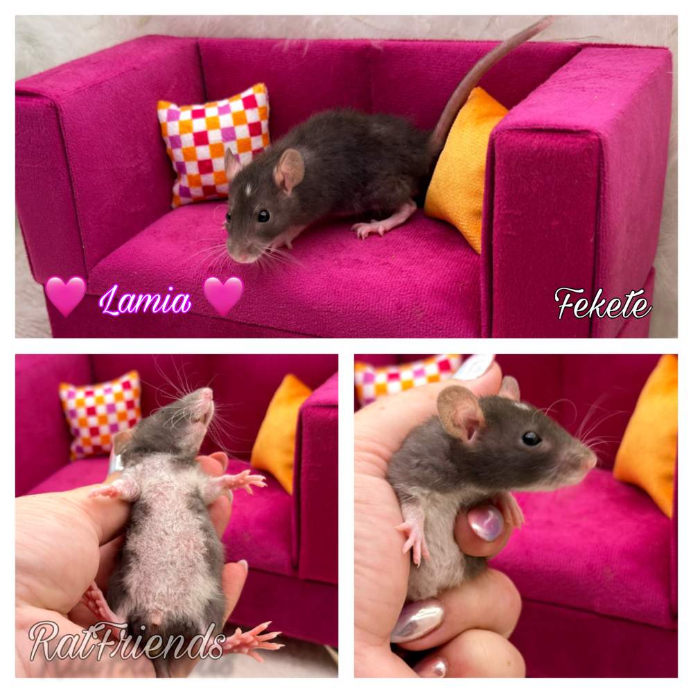 Fancy rat Available for rehoming Rattus norvegicus 
