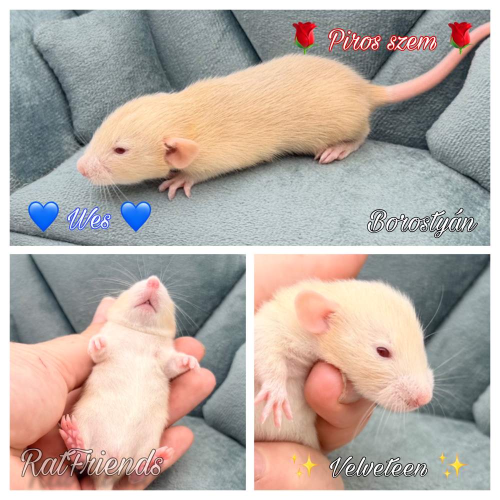 Fancy rat Available for rehoming Rattus norvegicus 