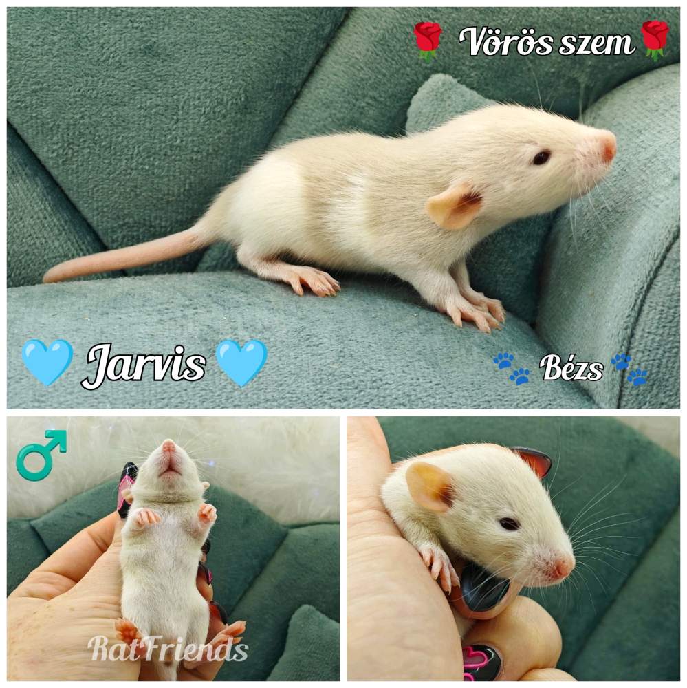 Fancy rat Available for rehoming Rattus norvegicus 