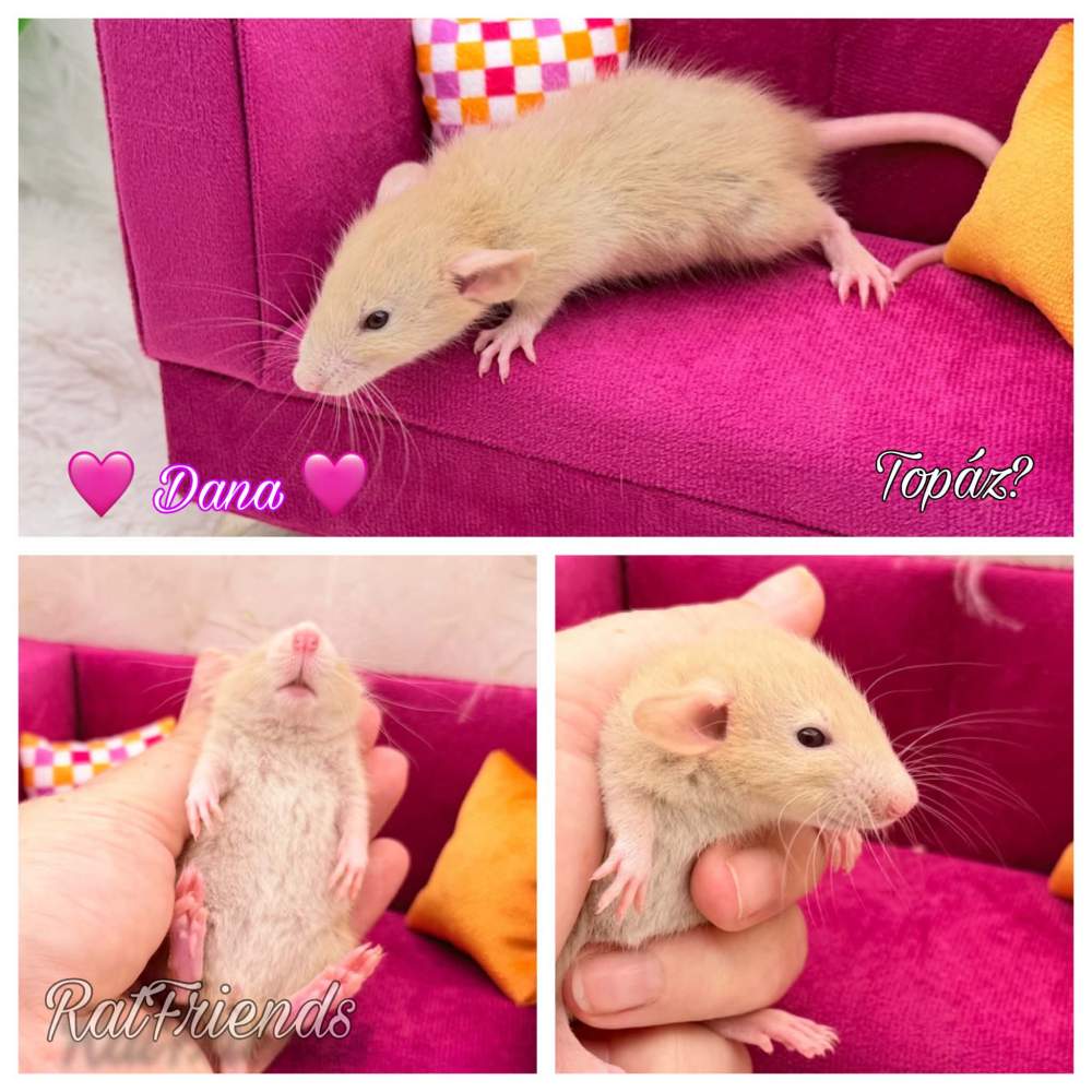Fancy rat Breeder Rattus norvegicus 