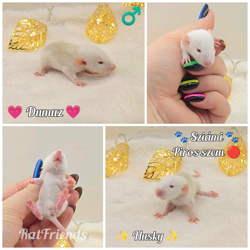 Fancy rat Owned by other Rattus norvegicus 