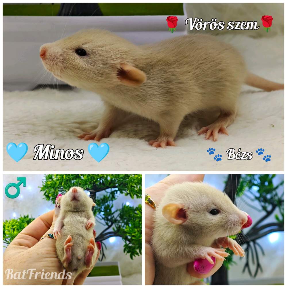 Fancy rat Available for rehoming Rattus norvegicus 