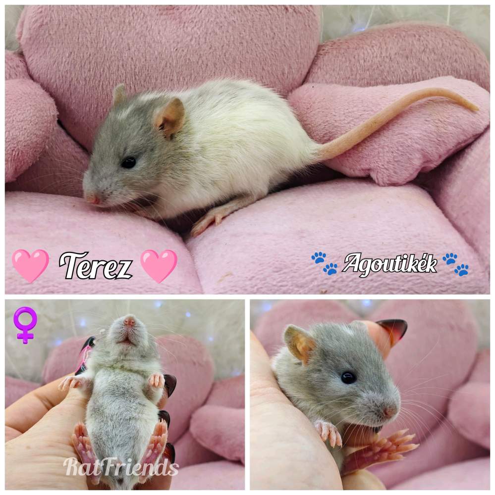 Fancy rat Available for rehoming Rattus norvegicus 