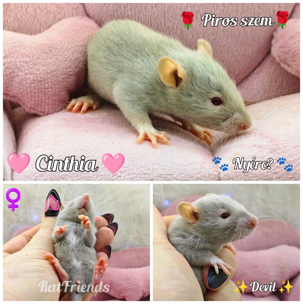 Fancy rat Breeder Rattus norvegicus 