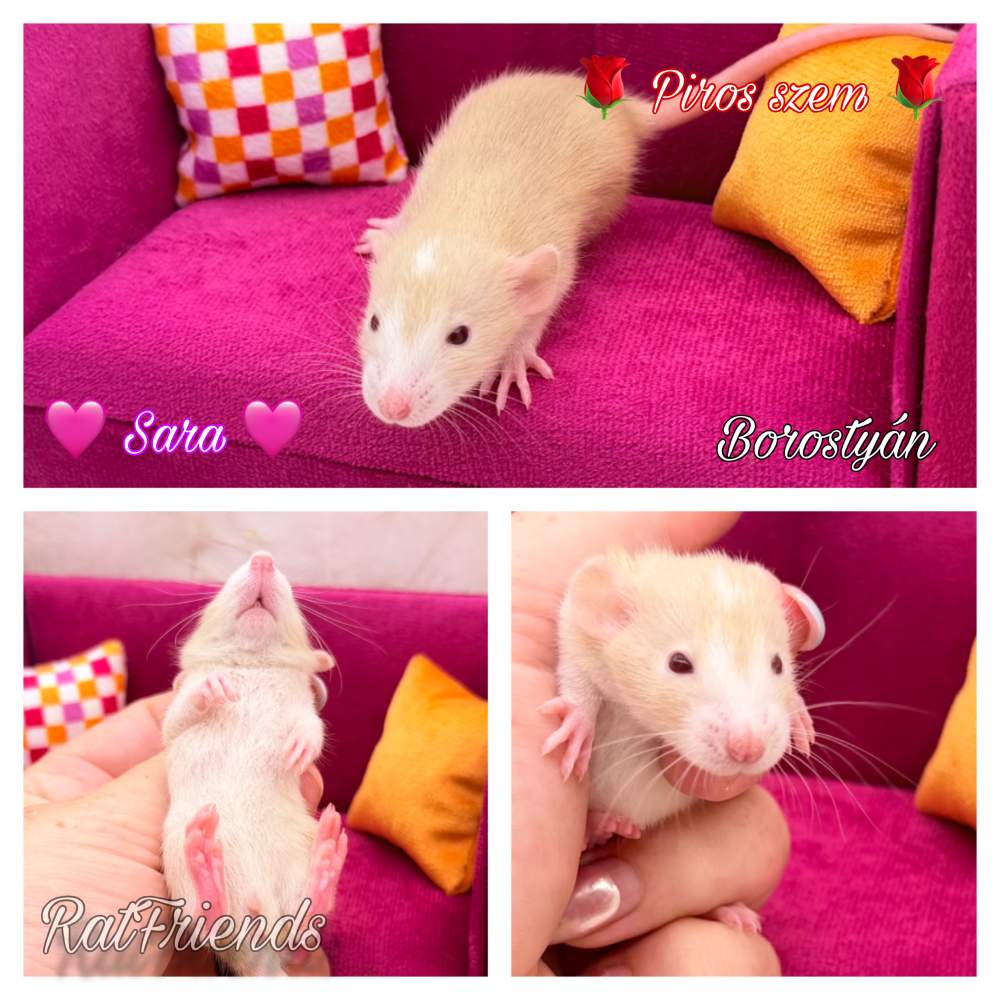 Fancy rat Breeder Rattus norvegicus 
