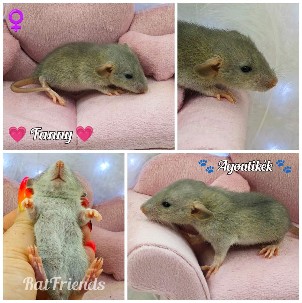 Fancy rat Available for rehoming Rattus norvegicus 