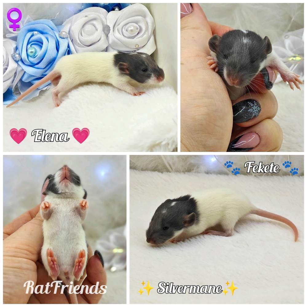 Fancy rat Owned by other Rattus norvegicus 
