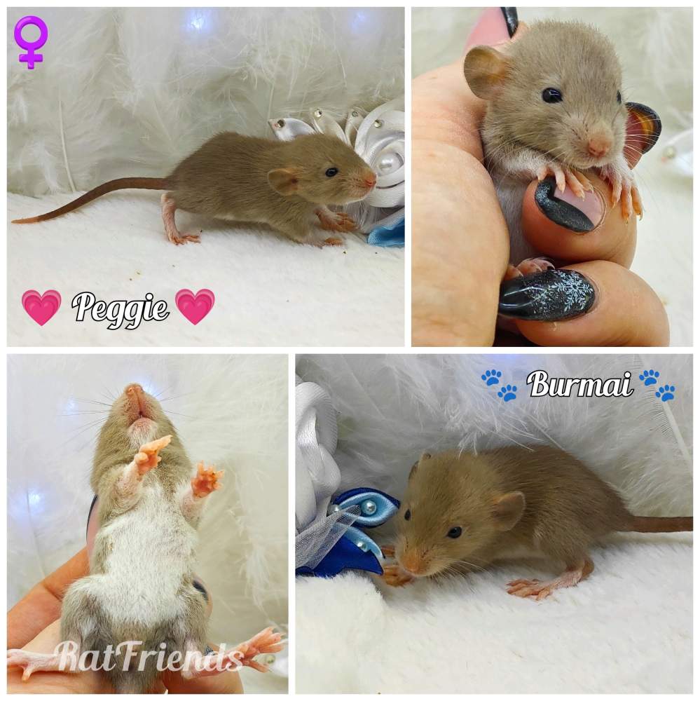 Fancy rat Owned by other Rattus norvegicus 