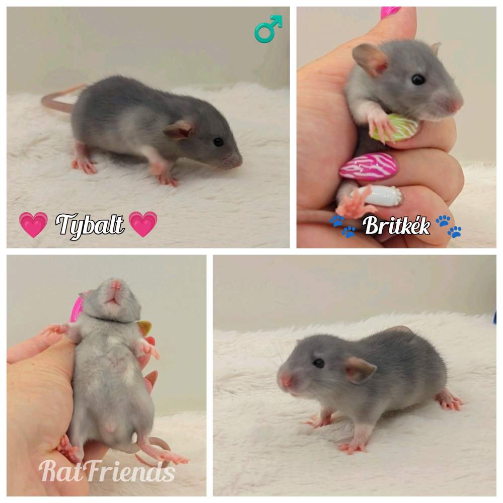 Fancy rat Owned by other Rattus norvegicus 