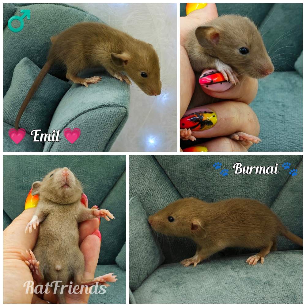 Fancy rat Available for rehoming Rattus norvegicus 