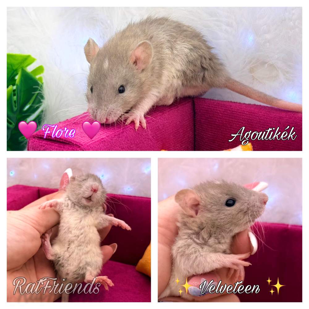 Fancy rat Available for rehoming Rattus norvegicus 