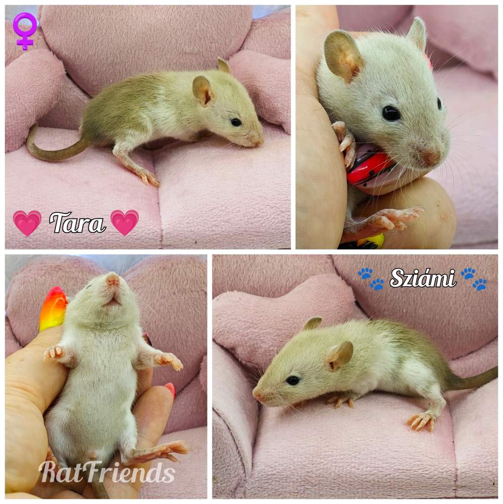 Fancy rat Breeder Rattus norvegicus 