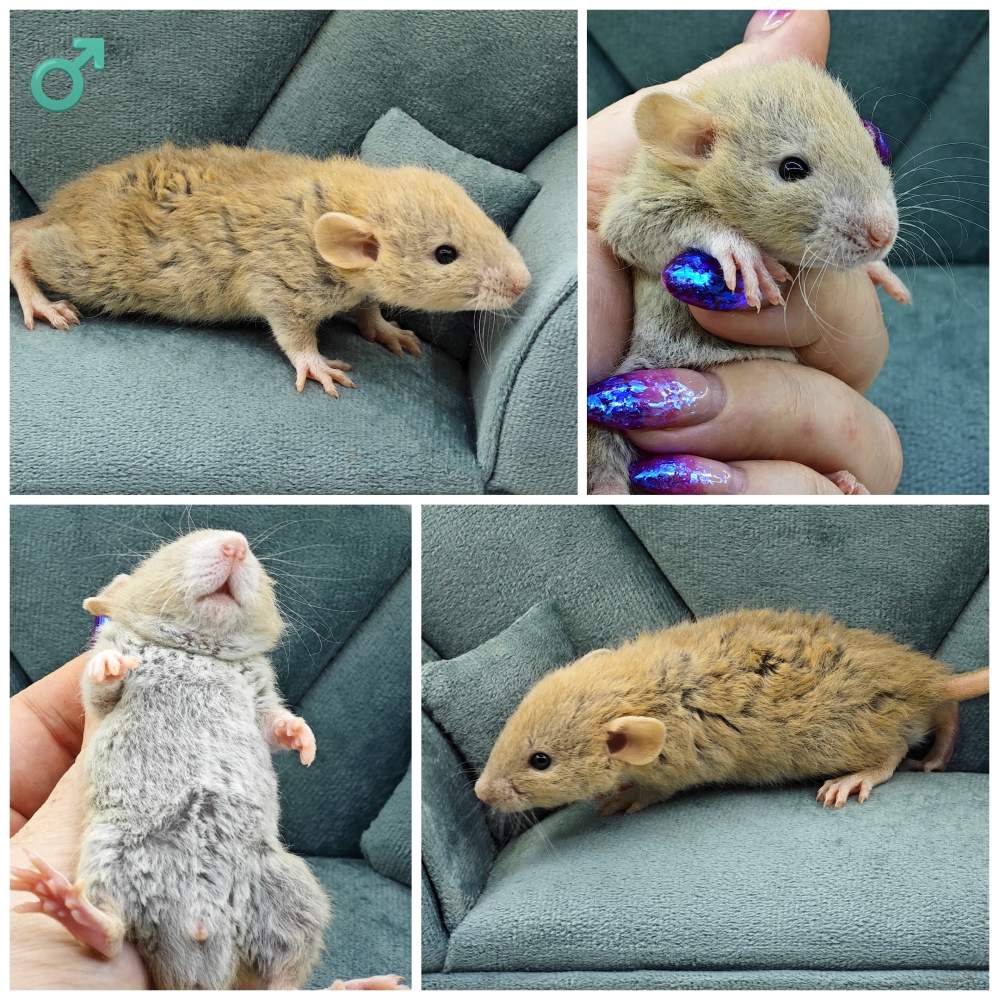 Fancy rat Owned by other Rattus norvegicus 