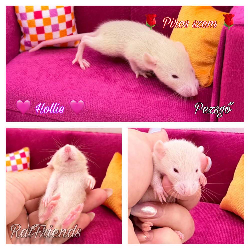 Fancy rat Available for rehoming Rattus norvegicus 