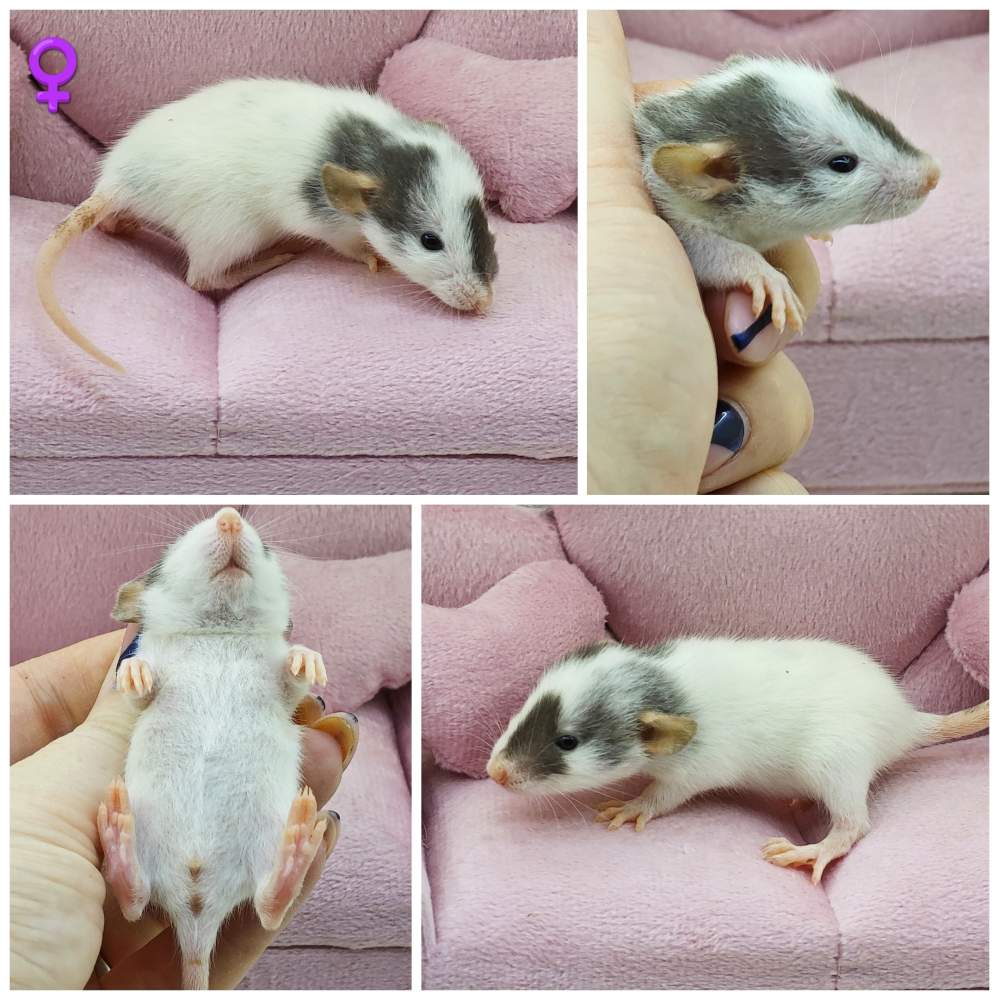 Fancy rat Breeder Rattus norvegicus 