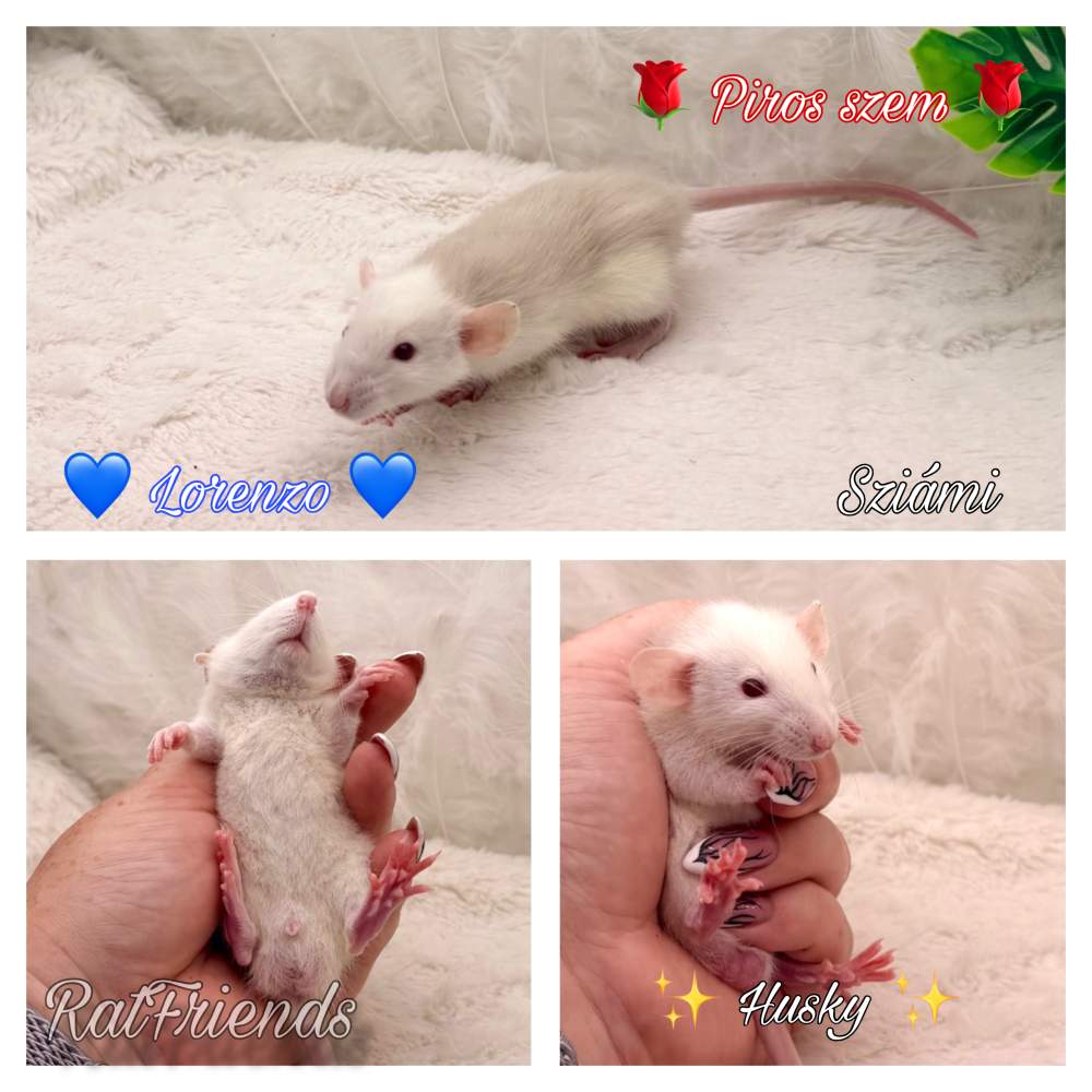Fancy rat Available for rehoming Rattus norvegicus 