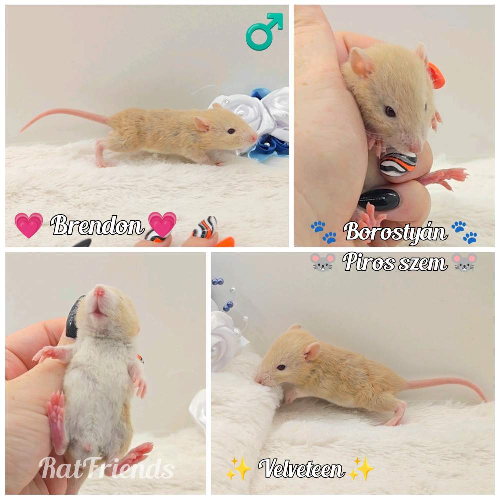 Fancy rat Breeder Rattus norvegicus 