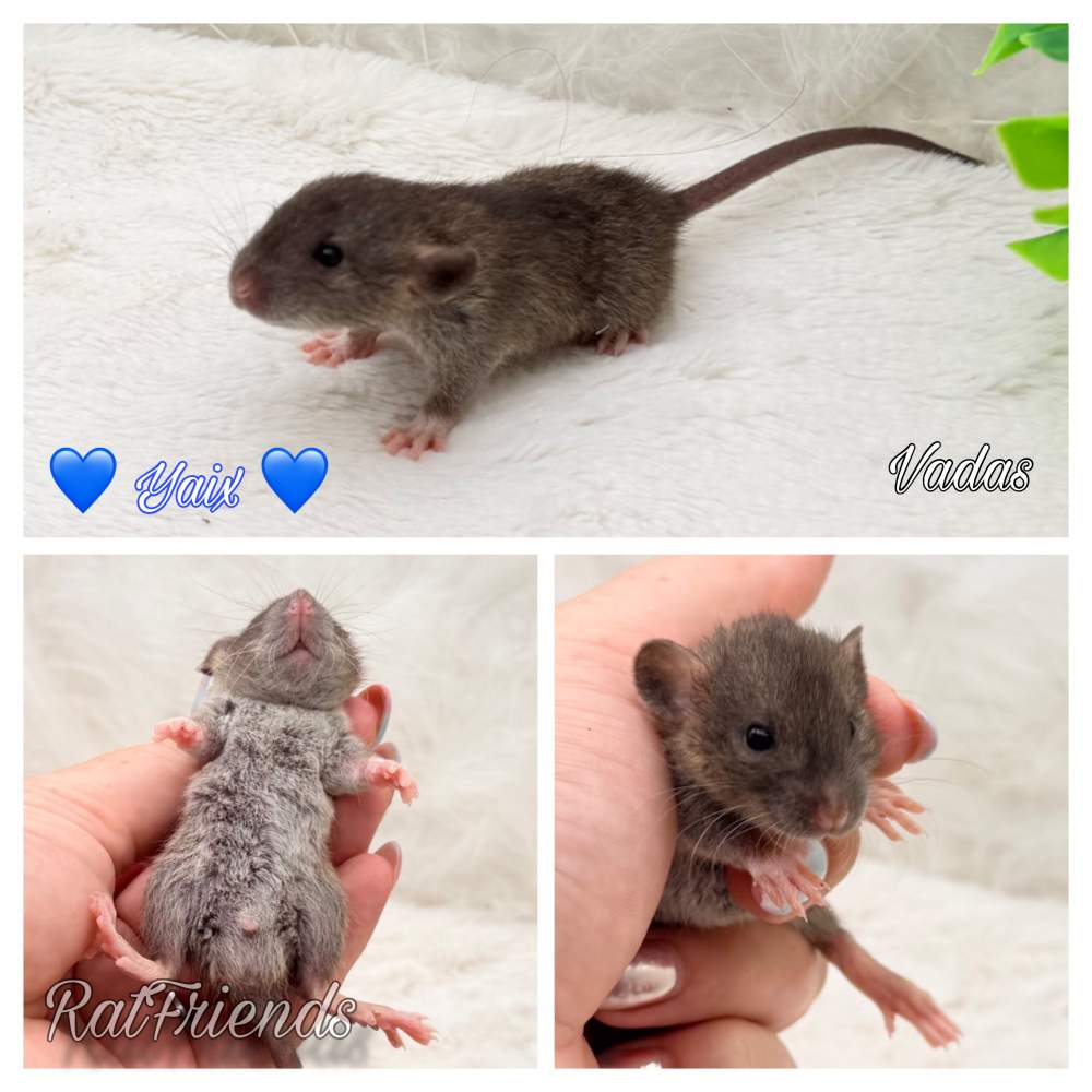 Fancy rat Available for rehoming Rattus norvegicus 