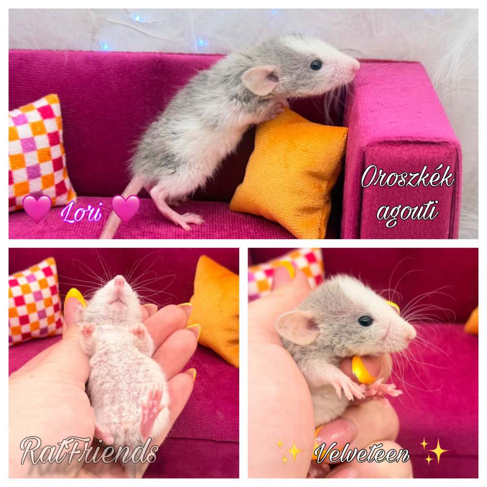 Fancy rat Available for rehoming Rattus norvegicus 